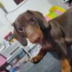 Venom, Dachshund (Pelo Largo)