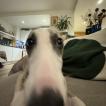 Walter, Whippet