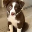 Bento, Border Collie