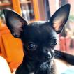 Pellegrini, Chihuahua
