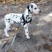 Nala, Dalmata