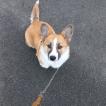 Owen, Welsh Corgi Pembroke