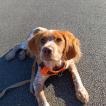 Newt, Brittany Spaniel 