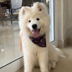 Brie, Samoyede