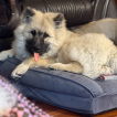 Pacific Coast's Bitnick Baboo (Koda), Eurasier