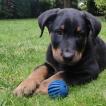 Vito, Beauceron Beauce Shepherd