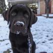 Lion, Labrador Retriever