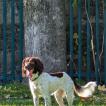 Cocoa, English Springer Spaniel