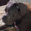 Zayra, Cane Corso