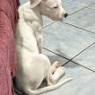 Zayra Vurak Blanco, Dogo Argentino