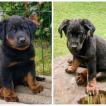 vasco, Beauceron Beauce Shepherd