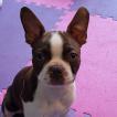 Yukon, Boston Terrier