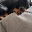 Valora, Rottweiler