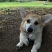 Thao, Welsh Corgi Pembroke