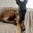 Nalla, Malinois Shepherd Dog