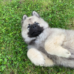 Aïsko, Eurasier