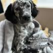 Viki, English Setter