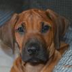 Valrock, Rhodesian Ridgeback