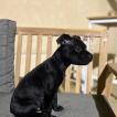 Venom, Staffordshire Bullterrier