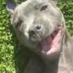 Blue, Staffordshire Bullterrier