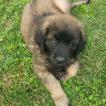 Iris, Leonberger