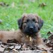 Vania, Briard