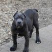 Rhaena, Cane Corso