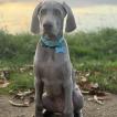 Voltaire, Weimaraner