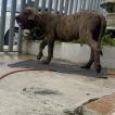 Jaquez, Fila Brasileiro