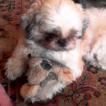 Wicket, Shih Tzu