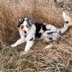 Arnošt, Australian Shepherd Dog