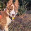 Bob, Border Collie