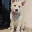 Nina Saori, Berger Blanc Suisse