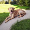 Oliver, Labrador