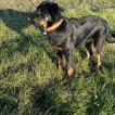 Volcane, Beauceron