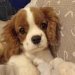 Sole, Cavalier King Charles