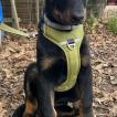 Virus, Beauceron