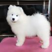 Kyran, Samoyede