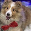 Wallace, Sheltie (Shetland Sheepdog)