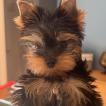 Yuki, Yorkshire Terrier