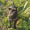 U'Tayler de la Furia Roja, Staffordshire Bull Terrier