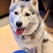 Luna Bruna, Husky Siberiano