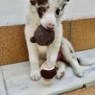 Damper, Border Collie