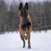 Raya, Pastor-belga Malinois