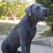 Varkhan, Cane Corso