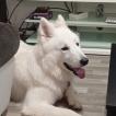 Happy, White swiss Shepherd Dog