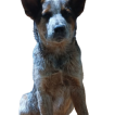 AVĖNDOR KING ROCKY, Australian Cattle Dog