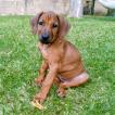 Zawadi, Rhodesian Ridgeback