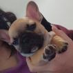 Pumba, French bulldog