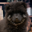 Vador The Dark, Eurasier